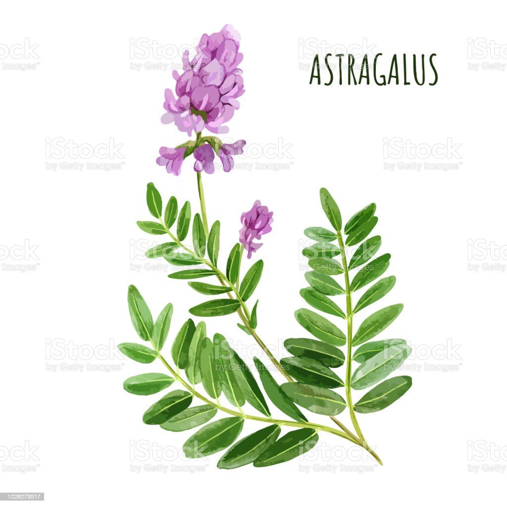 The Best Astragalus Supplements for Immune System Support