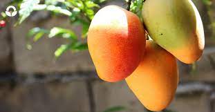 Best African Mango Supplements for Fat Burning
